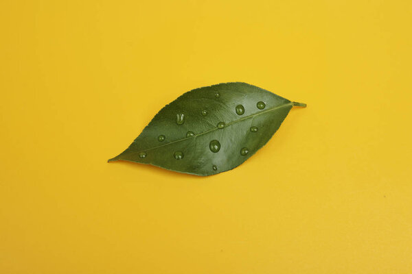 studio shot of green leaf with water drops, minimalistic concept