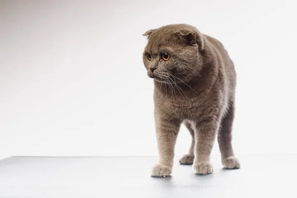 Estudio Disparo Adorable Británico Taquigrafía Gato Blanco Fondo — Foto de Stock