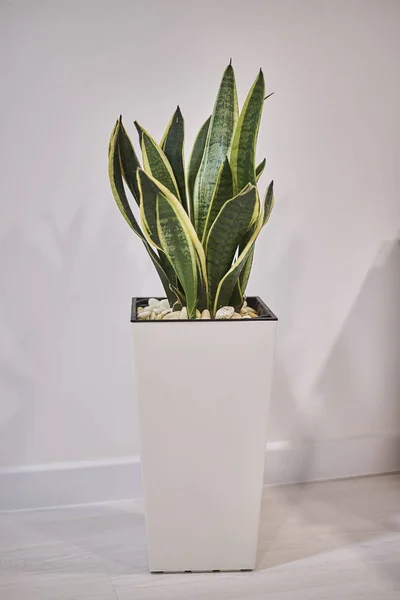 Foyer Sélectif Plante Verte Pot Dans Salon — Photo