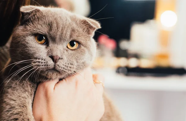 Vista Parcial Mujer Sosteniendo Británico Taquigrafía Gato — Foto de Stock