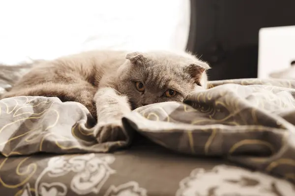 Foco Seletivo Gato Britânico Bonito Shorthair Deitado Casa — Fotografia de Stock