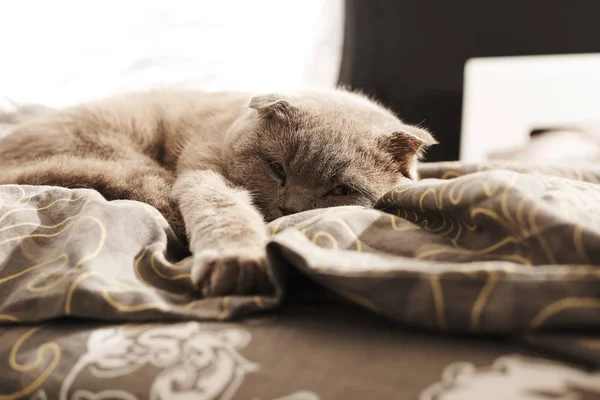 Enfoque Selectivo Lindo Británico Taquigrafía Gato Mintiendo Casa — Foto de Stock