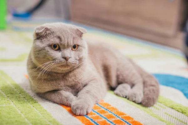 Selectieve Aandacht Van Schattige Brits Korthaar Kat Liegen Thuis — Stockfoto