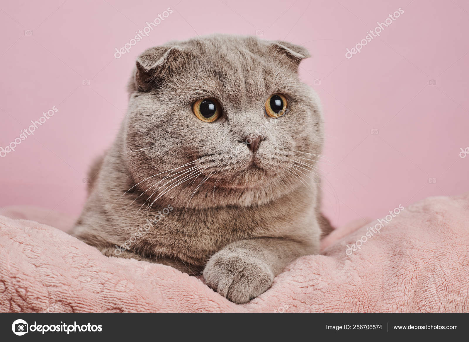 Chat Poil Court Britannique Gris Sur Fond Rose Image Libre De Droit Par Stenkovlad C Chat Poil Court Britannique Gris Sur Fond Rose Image Libre De Droit Par Stenkovlad C