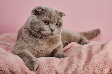 Pembe arka plan üzerinde gri İngiliz shorthair kedi