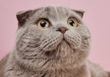 Pembe arka plan üzerinde gri İngiliz shorthair kedi yakın görüntü