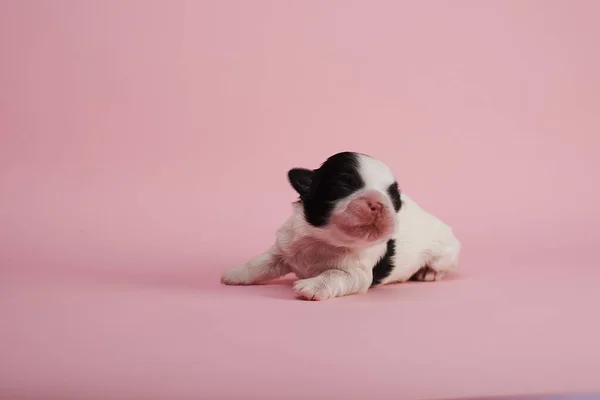 분홍색 배경에 귀여운 강아지 — 스톡 사진