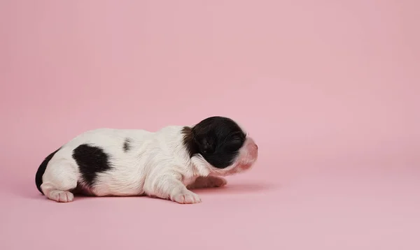 분홍색 배경에 강아지의 — 스톡 사진