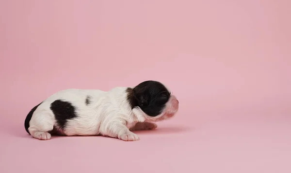 Vista Lateral Perrito Sobre Fondo Rosa — Foto de Stock