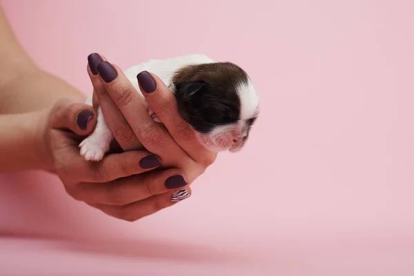 Vista Parcial Mulher Segurando Filhote Cachorro Fundo Rosa — Fotografia de Stock