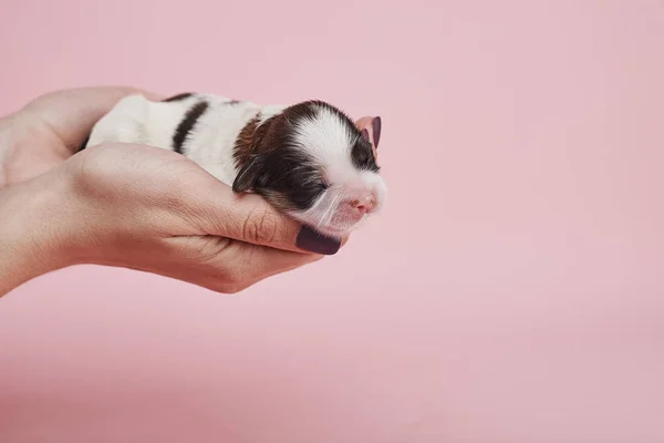 Vista Parcial Mujer Sosteniendo Pequeño Cachorro Sobre Fondo Rosa — Foto de Stock