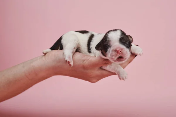 Vista Parcial Mujer Sosteniendo Pequeño Cachorro Sobre Fondo Rosa — Foto de Stock