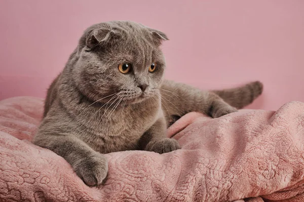 Сірий Британська Короткошерста Кішка Рожевому Фоні — стокове фото