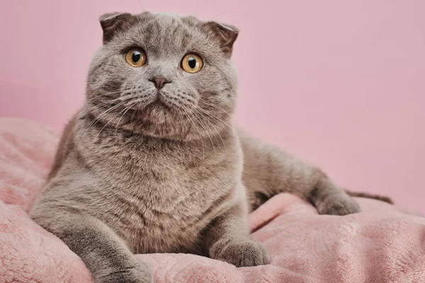 Gris Británico Taquigrafía Gato Sobre Rosa Fondo — Foto de Stock