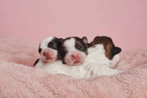 Pequeños Cachorros Sobre Fondo Rosa —  Fotos de Stock