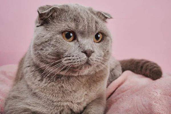 Graue Britische Kurzhaarkatze Auf Rosa Hintergrund — Stockfoto