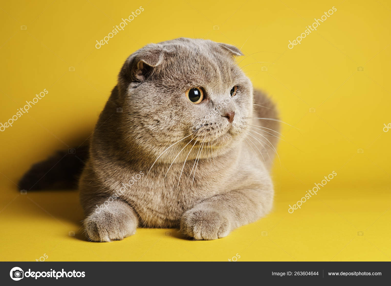 Cute Grey British Shorthair Cat Yellow 
