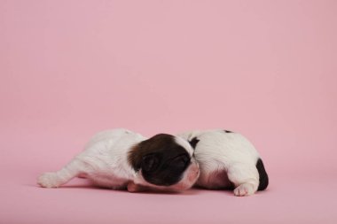 Pembe arka planda sevimli küçük yavru