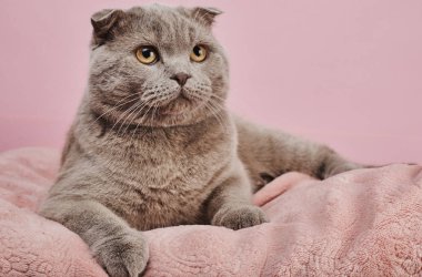 Pembe arka plan üzerinde İngiliz shorthair kedi Stüdyo çekim