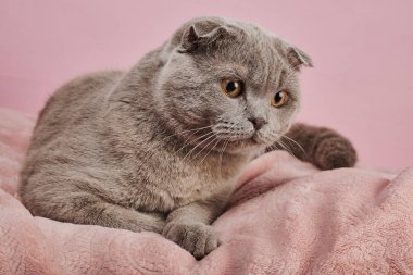 Pembe arka plan üzerinde İngiliz shorthair kedi Stüdyo çekim