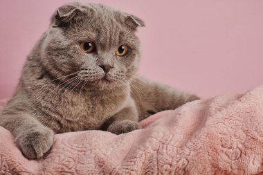 Pembe arka plan üzerinde İngiliz shorthair kedi Stüdyo çekim