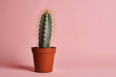 Pembe arka plan üzerinde potktüs stüdyo çekim