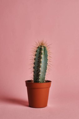 Pembe arka plan üzerinde potktüs stüdyo çekim
