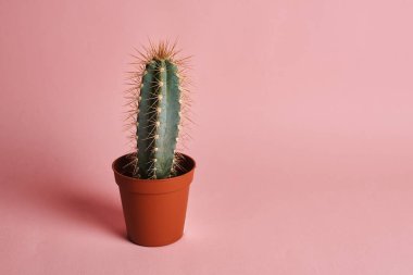 Pembe arka plan üzerinde potktüs stüdyo çekim