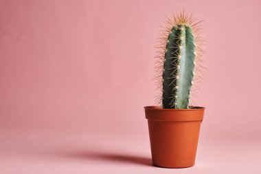 Pembe arka plan üzerinde potktüs stüdyo çekim
