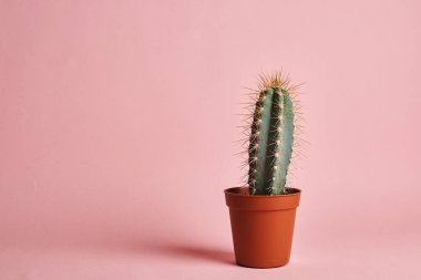 Pembe arka plan üzerinde potktüs stüdyo çekim