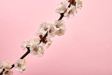 Pembe arka plan üzerinde beyaz çiçekler ile ağaç dalı görüntü yakın