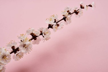 Pembe arka plan üzerinde beyaz çiçekler ile ağaç dalı görüntü yakın