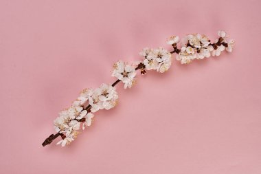 Pembe arka plan üzerinde beyaz çiçekler ile ağaç dalı görüntü yakın