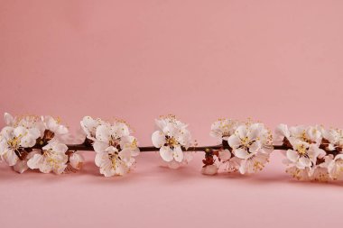 Pembe arka plan üzerinde beyaz çiçekler ile ağaç dalı görüntü yakın