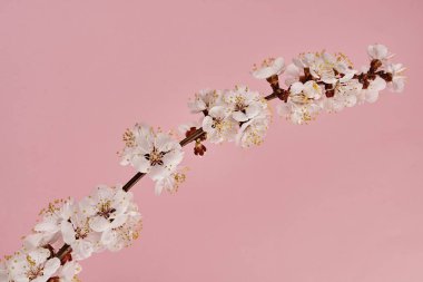 Pembe arka plan üzerinde beyaz çiçekler ile ağaç dalı görüntü yakın