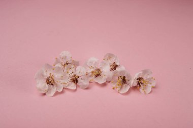 pembe bir arka plan üzerinde beyaz çiçekler