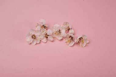 pembe bir arka plan üzerinde beyaz çiçekler