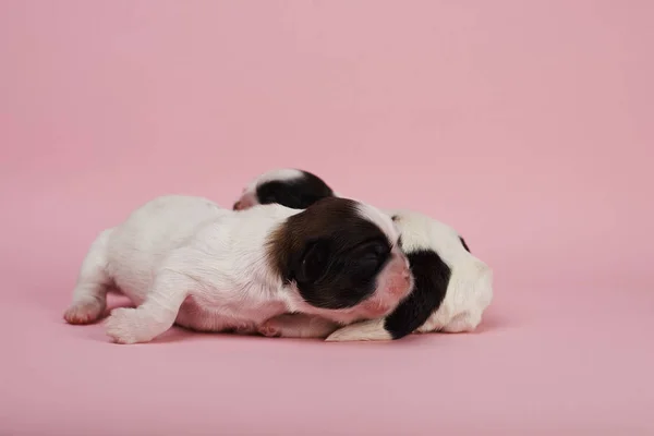 Adoráveis Filhotes Cachorro Fundo Rosa — Fotografia de Stock