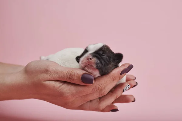 Cropped image of woman holding little puppy on pink background