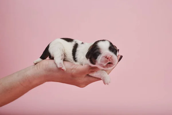 Imagem Cortada Mulher Segurando Filhote Cachorro Fundo Rosa — Fotografia de Stock