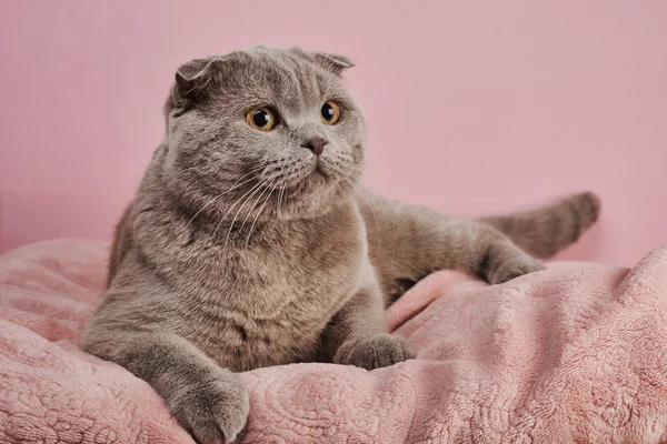 Studioaufnahme Einer Britischen Kurzhaarkatze Auf Rosa Hintergrund — Stockfoto