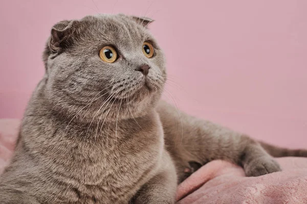 Studio Shot Brittiska Stenografien Katt Rosa Bakgrund — Stockfoto