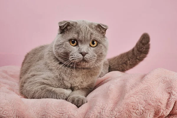 Студія Постріл Британської Короткошерстих Кішка Рожевому Фоні — стокове фото