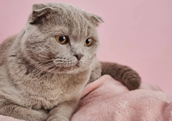 Studio Shot Van Britse Kort Haar Kat Roze Achtergrond — Stockfoto