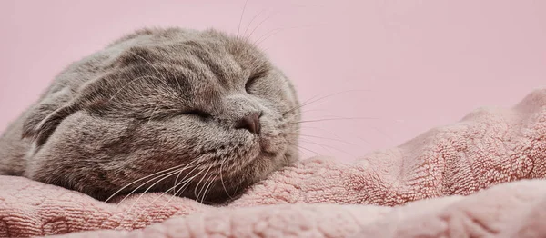 Κοιμισμένος Βρετανική Μαλλιά Γάτα Ροζ Φόντο — Φωτογραφία Αρχείου