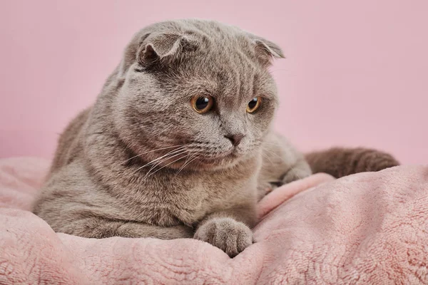 Studioaufnahme Einer Britischen Kurzhaarkatze Auf Rosa Hintergrund — Stockfoto