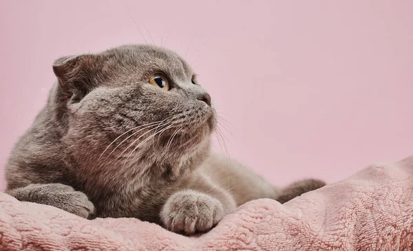 Estudio Tiro Británico Taquigrafía Gato Sobre Rosa Fondo — Foto de Stock