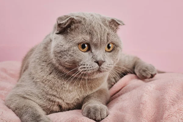 Studioaufnahme Einer Britischen Kurzhaarkatze Auf Rosa Hintergrund — Stockfoto