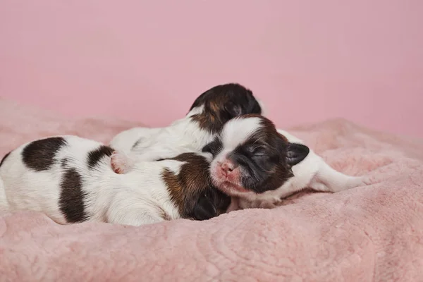 Adorables Cachorritos Sobre Fondo Rosa —  Fotos de Stock