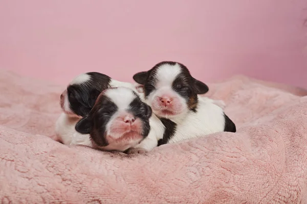 Entzückende Kleine Welpen Auf Rosa Hintergrund — Stockfoto